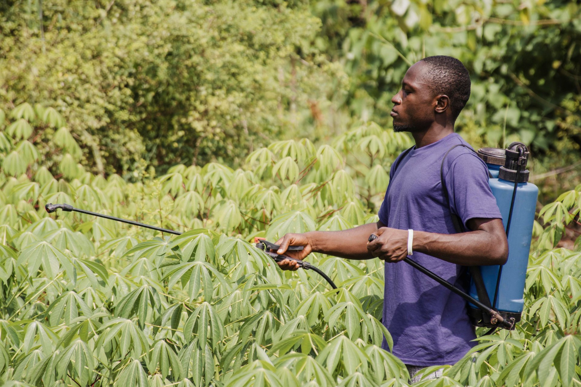 Glyphosate en Haïti : le silence toxique qui empoisonne nos sols et nos rivières